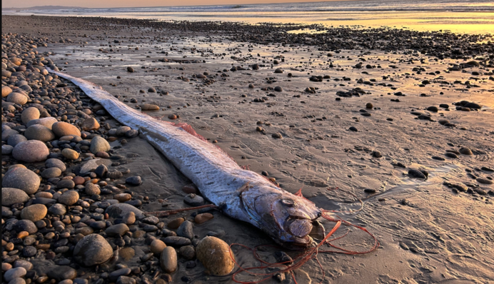 В США выбросило на берег 3-метровую 