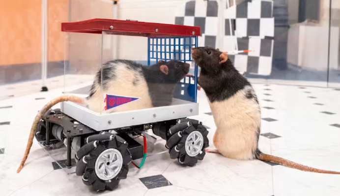 Крысы любят скорость: ученые научили грызунов водить авто