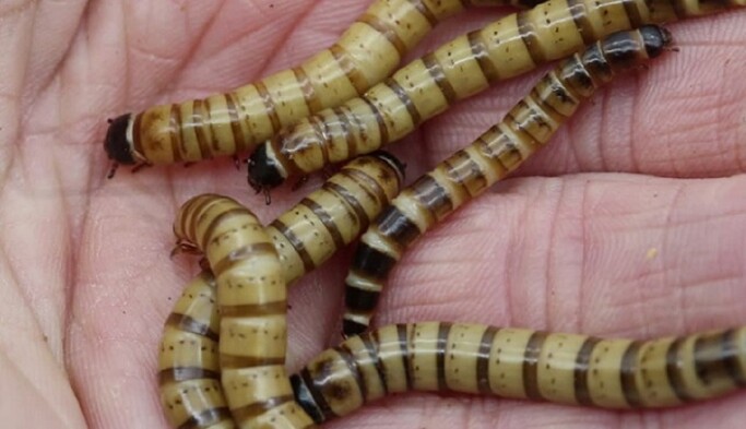 В Кенії виявили хробака, що харчується пластиком