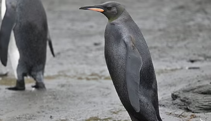 На острове в Атлантике заметили пингвина-мутанта