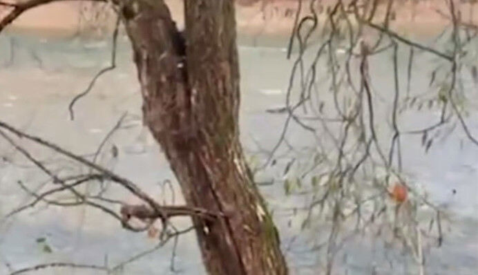 ​На кордоні з Румунією в Тисі знайшли тіло чоловіка