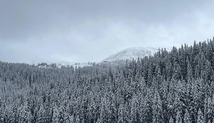 За ночь в Карпатах выпало до 50 см снега – в сети показали фото