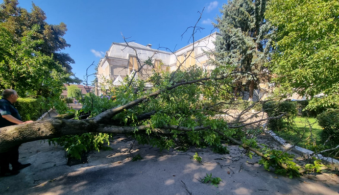 У Києві дерево, яке впало через сильний вітер, вбило жінку