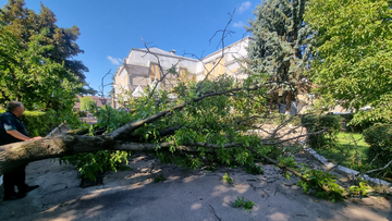 У Києві дерево, яке впало через сильний вітер, вбило жінку