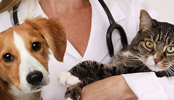 ​В Украине запускают реестр домашних животных: как авторизироваться