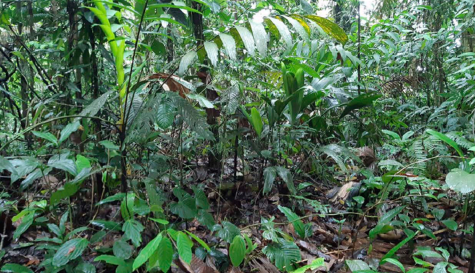 Вчені виявили в джунглях невідомих істот - схожі на хробаків або змій