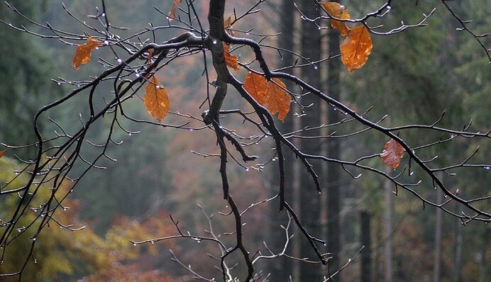 Товсті пуховики можна відкласти: синоптик дала українцям новий прогноз