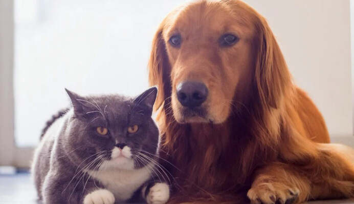 Из украинского приюта для животных два иностранных посольства забрали кота и собак