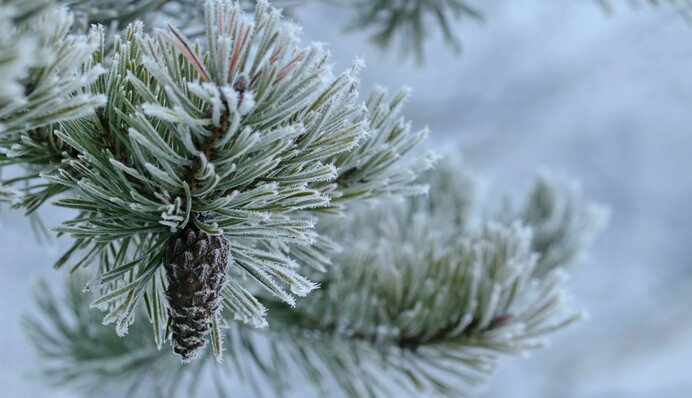 Багато опадів та температурні гойдалки: метеоролог розповів, яким буде грудень