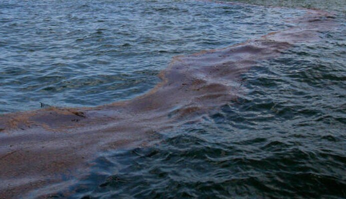 Из-за аварии танкеров РФ и разлив мазута в Черном море спрогнозировали экологическую катастрофу