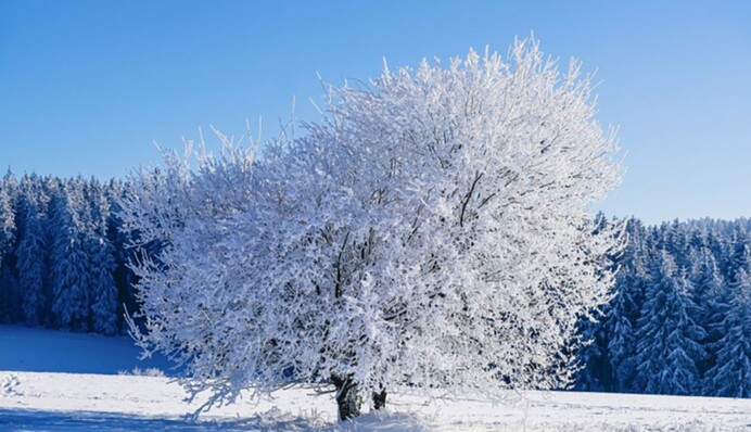 Де в Україні на Різдво випаде сніг: карта погоди