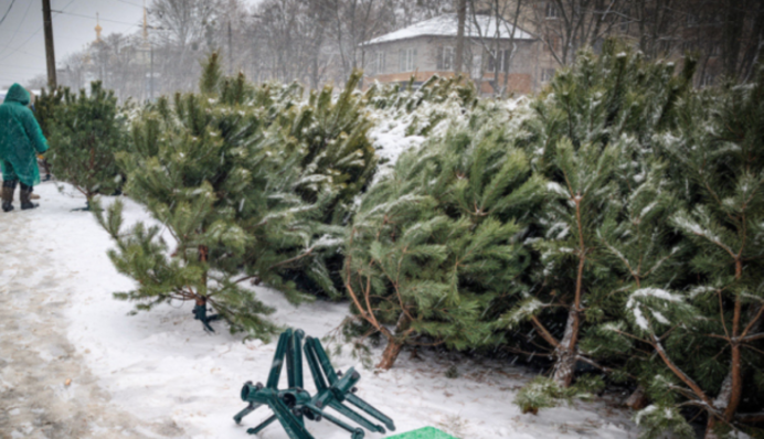 Скільки коштують новорічні ялинки: ціни у Києві, Харкові, Львові та інших містах