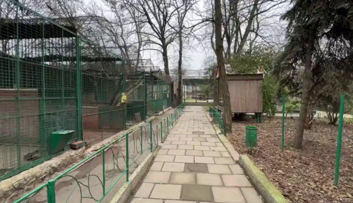 Асоціація зоопарків України відреагувала на інцидент з леопардом