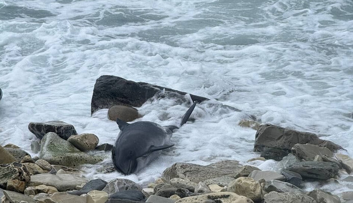 По меньшей мере десяток погибших дельфинов нашли на российском побережье Черного моря