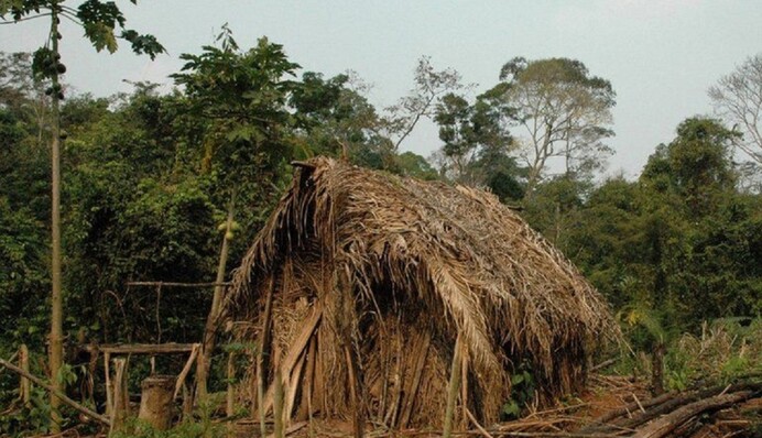 В бразильских тропических лесах удалось сделать фото изолированного племени