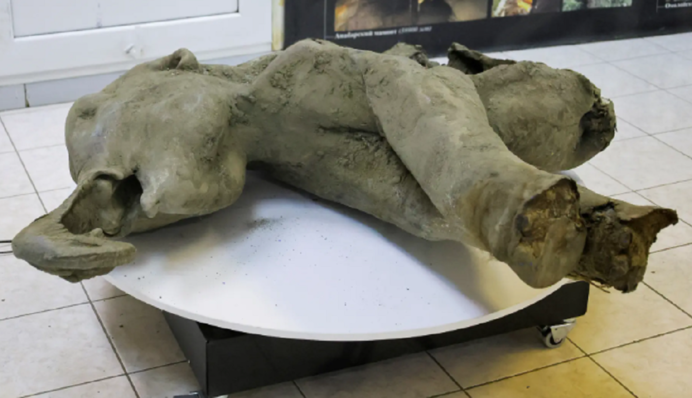 Знайдене в вічній мерзлоті дитинча мамонта 
