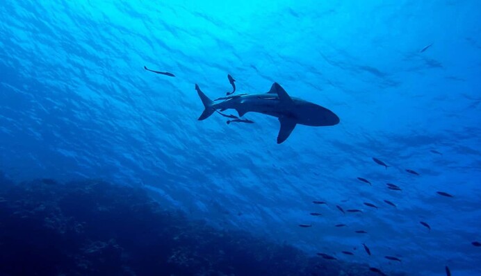 В Египте акула напала на туристов, среди которых был работник Еврокомиссии