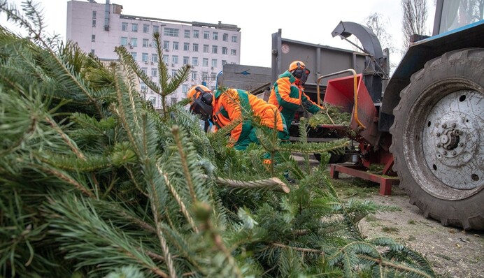 В Киеве начали работу пункты приема новогодних елок