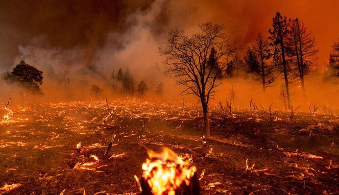 Син Трампа звинуватив Україну у проблемах з подоланням пожеж в Каліфорнії