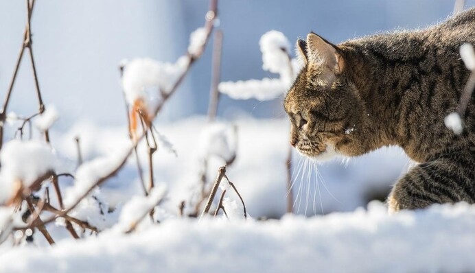 В Украину идет похолодание – температура упадет сразу на 10 градусов