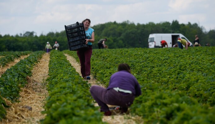 Поляки втомилися від українців? Журналіст пояснив, де тут расизм