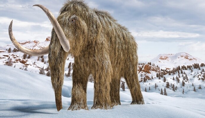 Генетики планируют воскресить шерстистого мамонта, вымершего 4000 лет назад
