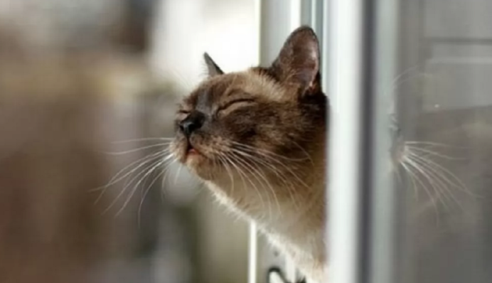 Весна в январе: погода готовит украинцам приятный сюрприз