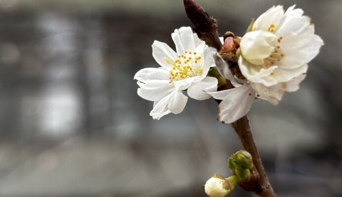 В Киеве посреди зимы зацвела сакура