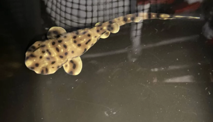 Непорочне зачаття?  Дитинча акули з'явилося на світ в акваріумі з самками