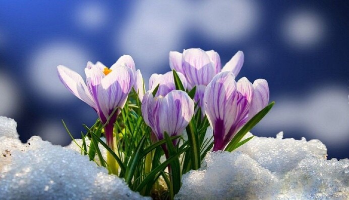 Коли в Україну прийде весна: метеорологиня розповіла про погоду