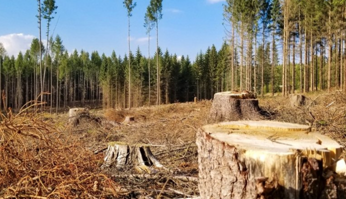 Незаконна порубка дерев на 6,5 млн грн: перед судом постане керівник одного з лісгоспів в Україні