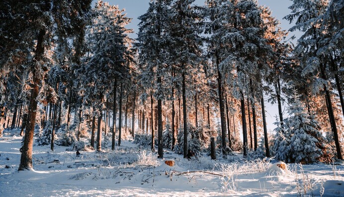 Февраль разошелся не на шутку: надолго ли в Украину пришли морозы