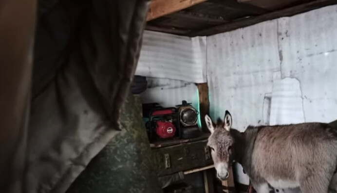 Появление ослов в армии оккупантов удивило даже россиянина