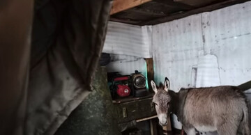 ​Поява віслюків в армії окупантів здивувала навіть росіянина