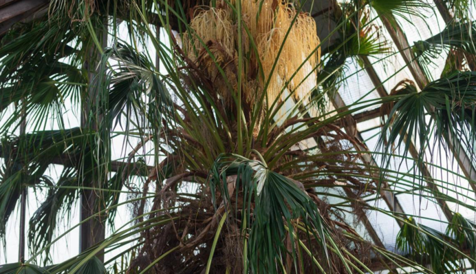 У Києві розквітла найбільша пальма Європи