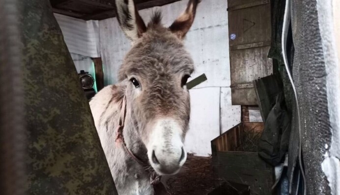 За три роки пересіли на віслюків - в мережі згадали 