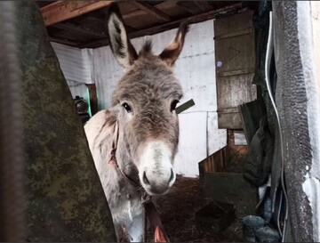 За три роки пересіли на віслюків - в мережі згадали "оду російському озброєнню"