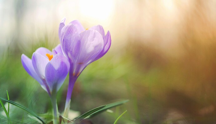 До +22: в Украину ворвется мартовское лето