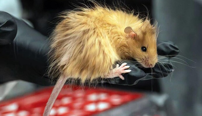 Американцы вывели мышей с генами мамонта