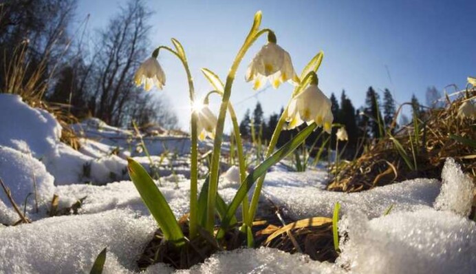 Украину в середине марта навестят снегопады - названы даты