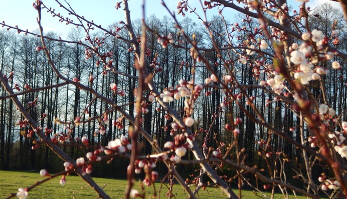 У квітні можуть вдарити морози: якою буде весна-2025