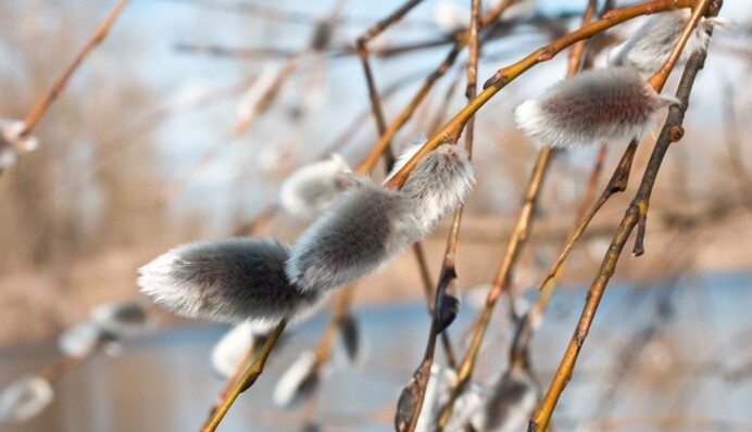 Март всегда готов удивить: в Укргидрометцентре рассказали, что ждать от погоды