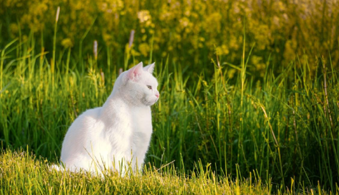 Коти вперше дісталися Китаю Шовковим шляхом майже 1,5 тисячі років тому
