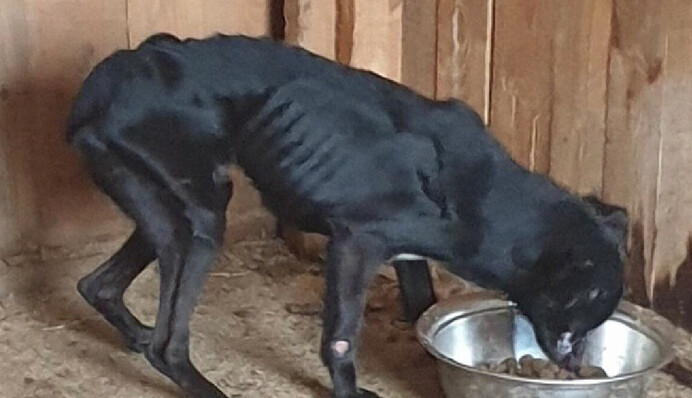 ​Тільки кістки й шкіра: на Київщині один з притулків перевіряють щодо жорстокого поводження з тваринами