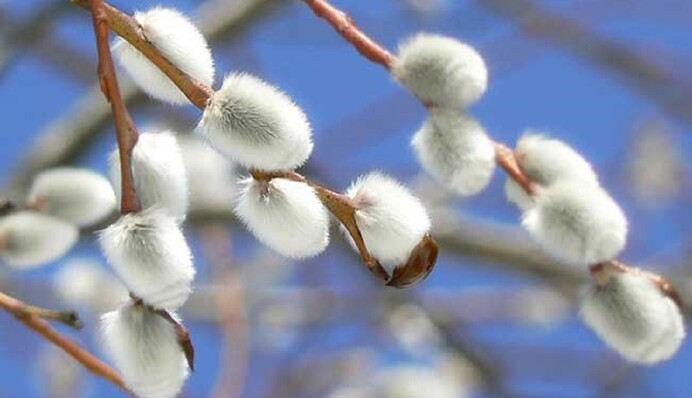 Весна активно займется делом: синоптик рассказал, когда ждать потепления