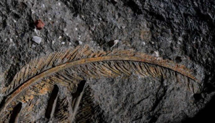 Вулканічний попіл зберіг пір'я 30-тисячолітнього птаха: деталі знахідки вражають