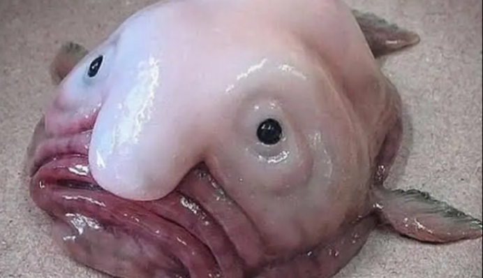 Самое уродливое существо в мире получило новый 