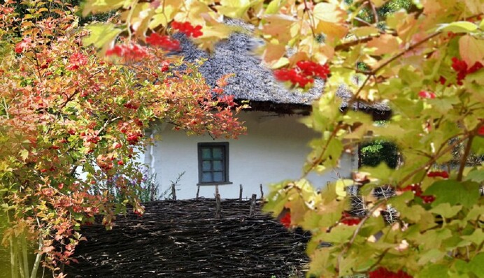Какие деревья приносят в дом согласие и благополучие: их всегда сажали украинцы