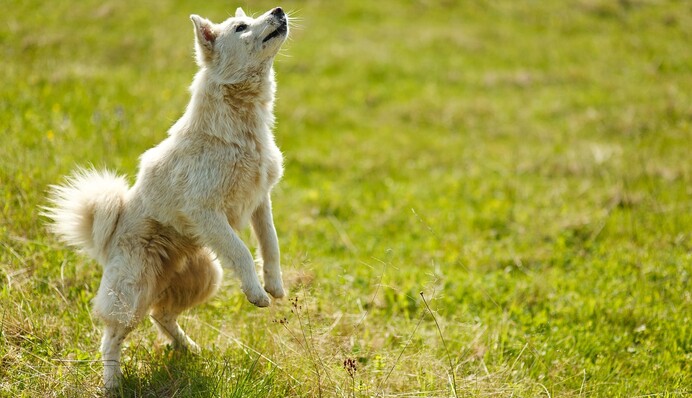 ​Убил собаку, сбросив ее с лестницы: киевлянин получил семь лет за решеткой