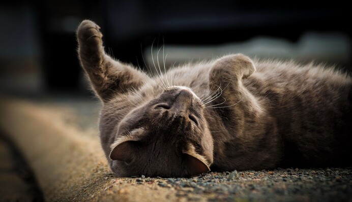 Верить или не верить? Самые популярные народные приметы о котах